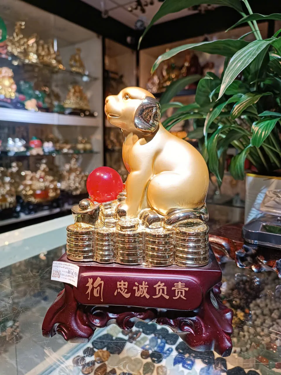 Chó vàng châu đỏ trên tiền - trung thành phù trạch H409G