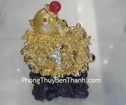 Cá bồn tụ tài vàng FY174