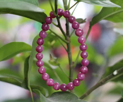 Chuỗi Ruby đỏ A+++ hạt tròn Nam Mỹ (21.6g) S6248-s2-20412